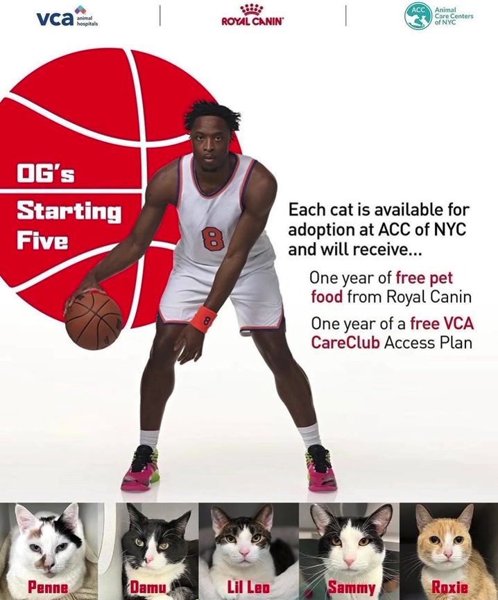 Og Anunobys First Move After Winning The Nba Championship Was Handpicking Five Shelter Cats In New York City For Adoption - Three Have Already Found Homes Within Days